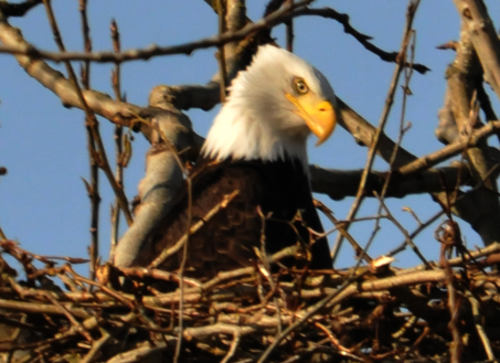 bald_eagle-head